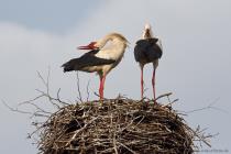 Storch